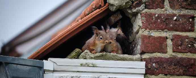 Animals Taking Shelter In The Summer