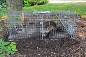 Why You Shouldn’t Remove Wildlife Yourself