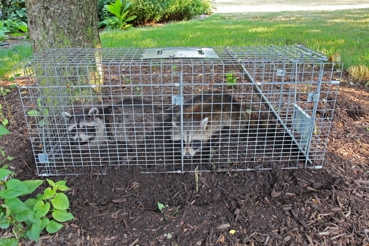 Why You Shouldn’t Remove Wildlife Yourself