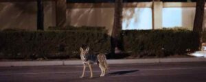 Coyote In A Neighborhood
