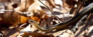 Snake In Fall Leaves