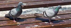 Bird Droppings