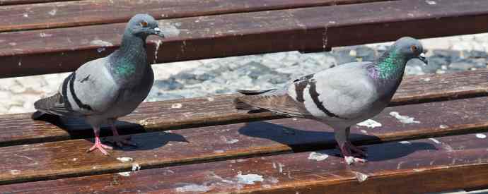 Bird Droppings