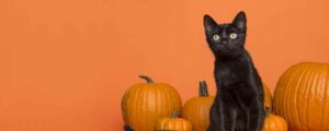 Black Cat Halloween