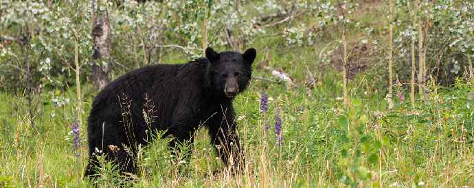 Black Bear