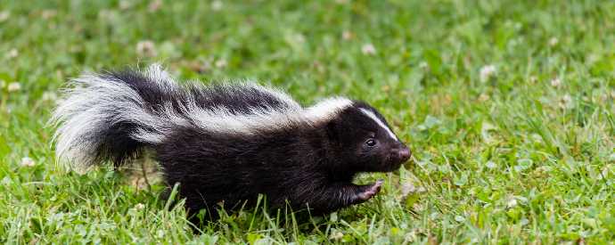 Skunk