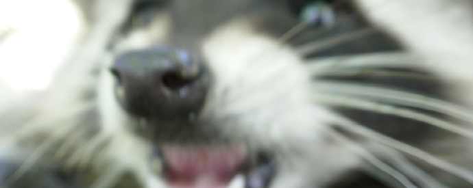 Raccoon With Rabies