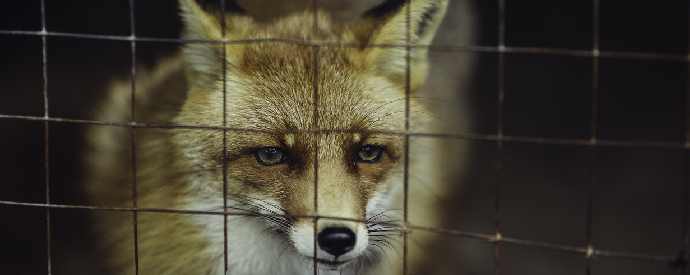 Wildlife Remediation