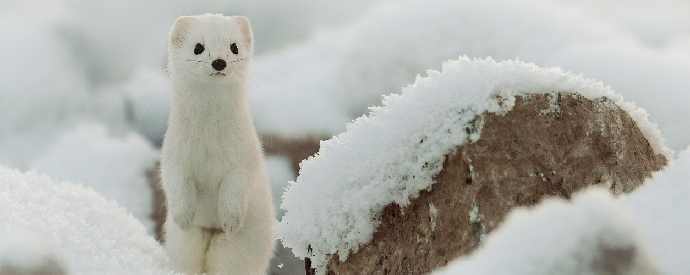Winter Wildlife