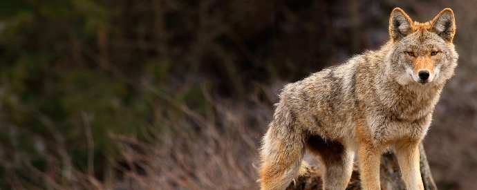 Coyote