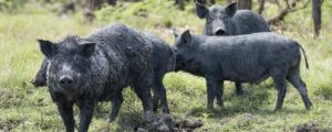 Feral Pigs