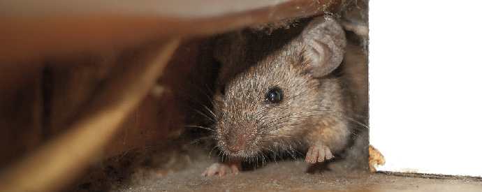 Rodent Hiding