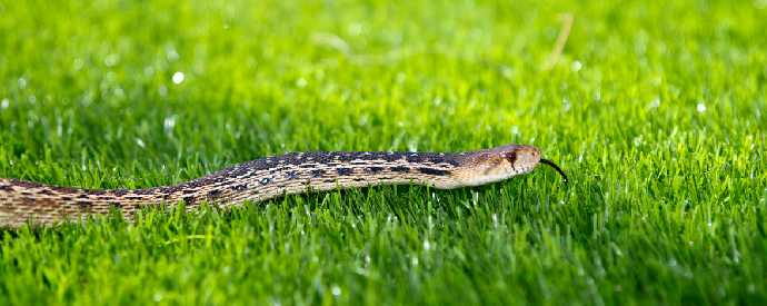 Snake on Grass