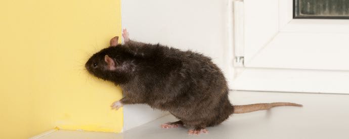 Rodent