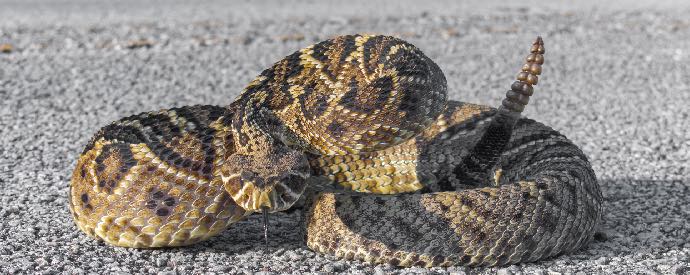 Eastern Diamond Back Rattlesnake 