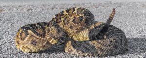 Eastern Diamond Back Rattlesnake 