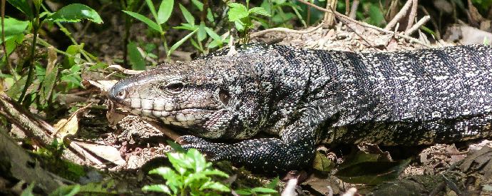 South American Tegu