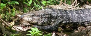 South American Tegu