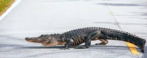 Alligator Crossing Road