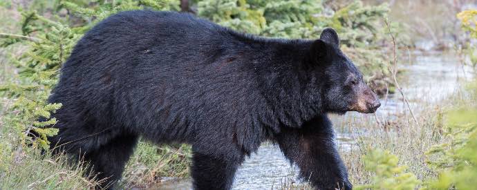 Black Bear