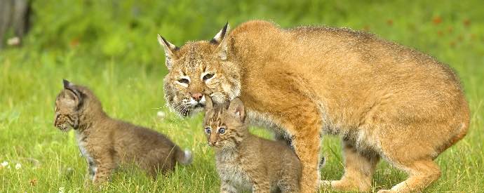Bobcat Family