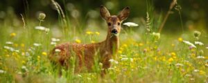 Deer