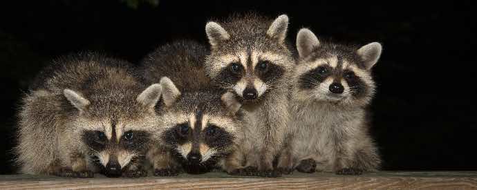 Raccoons