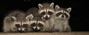 Raccoons