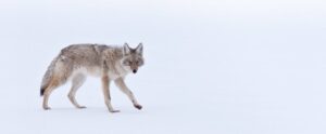 Coyote