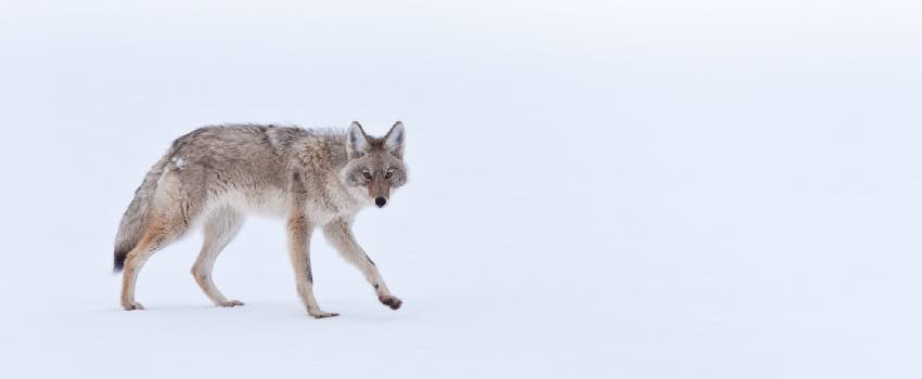 Coyote