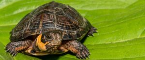 Southern Bog Turtle