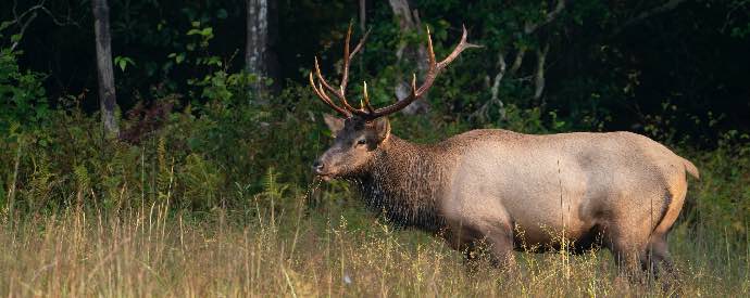 North Carolina Wildlife