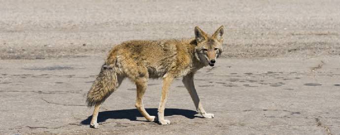 Coyote