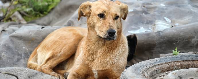 Stray Dog