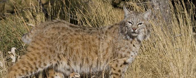 Bobcat