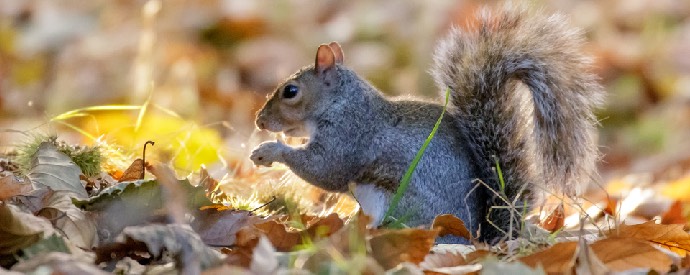 squirrel