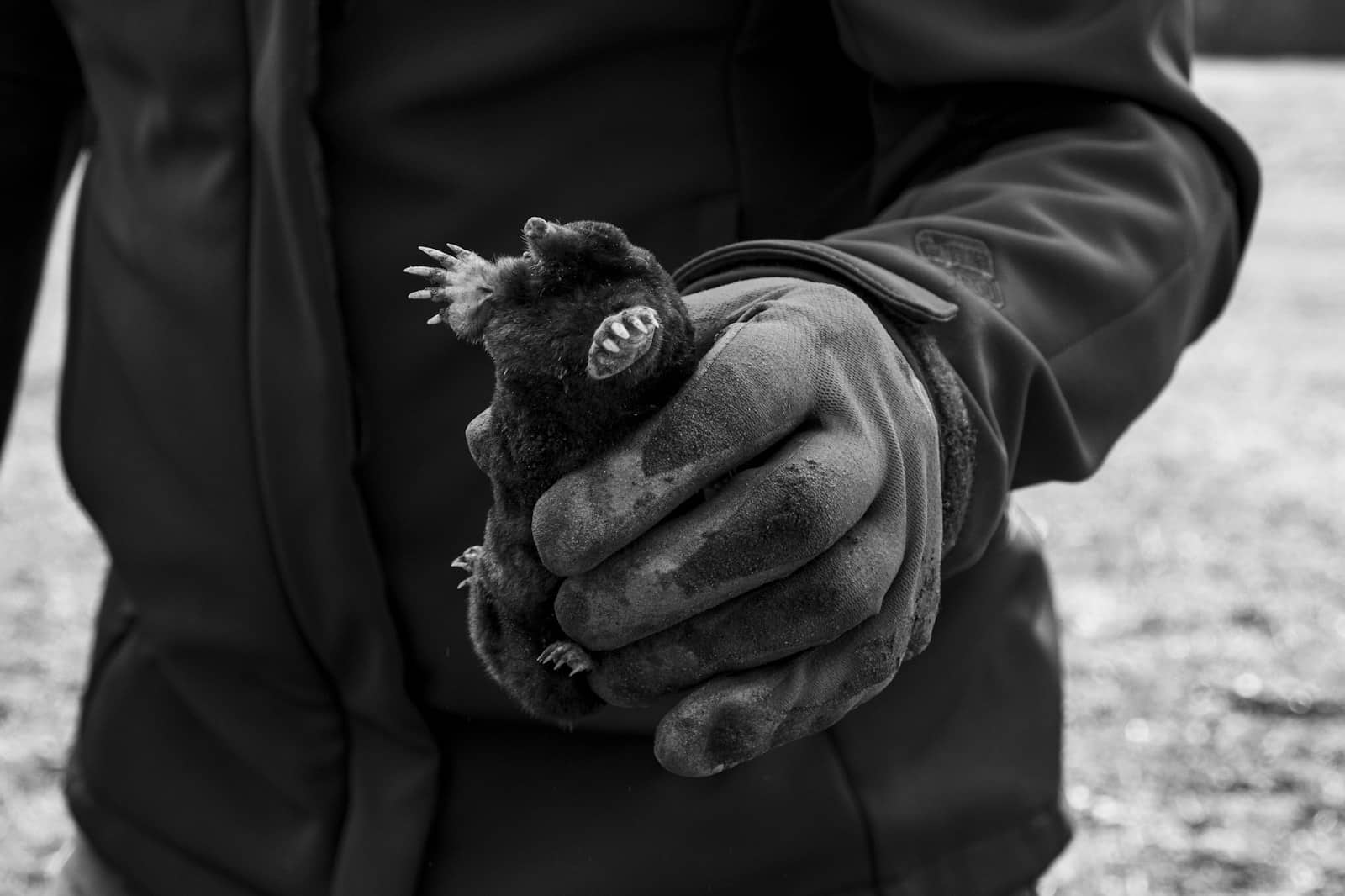 a black and white photo of a person holding a small mole