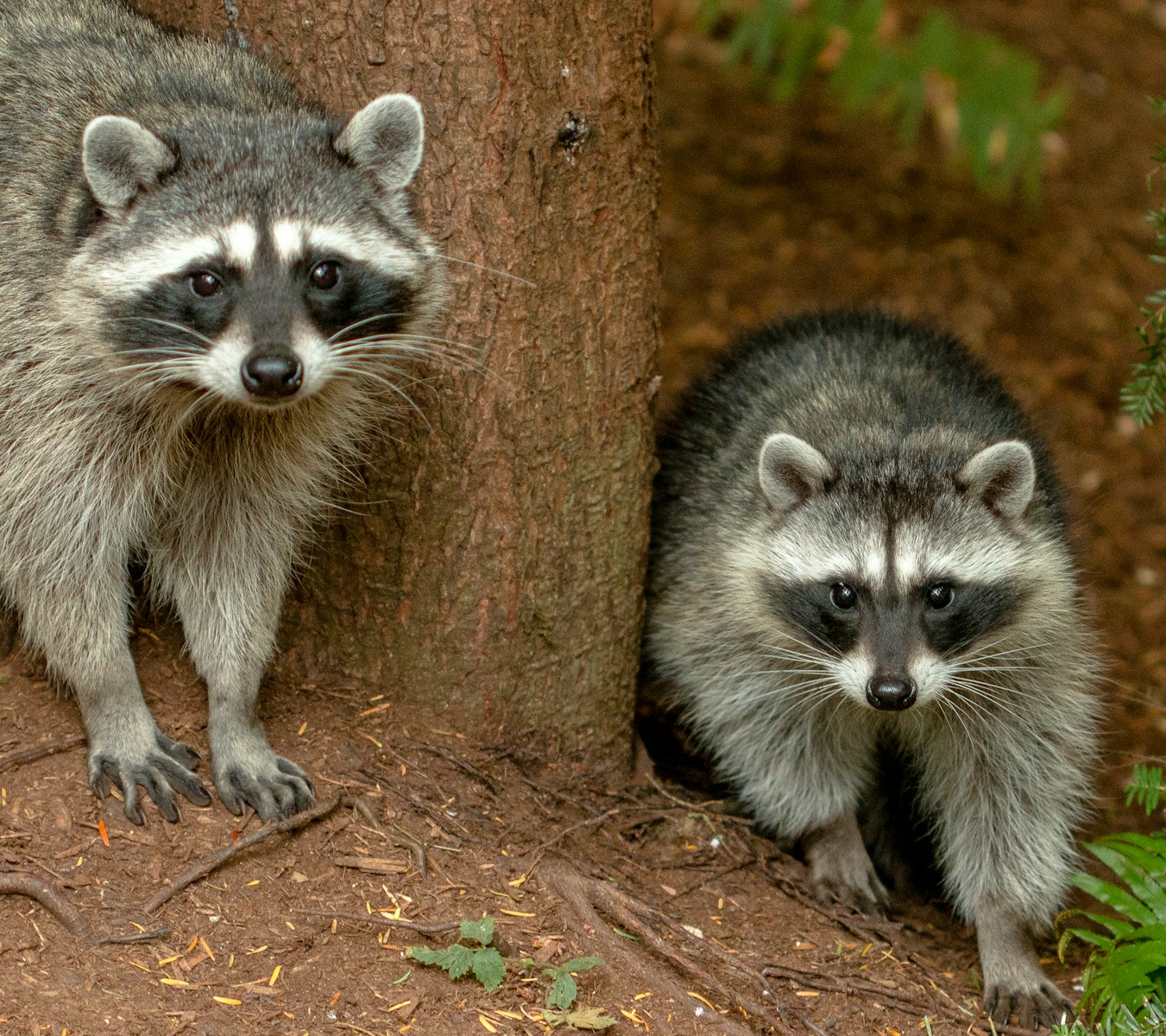 white and black animal on brown tree trunk