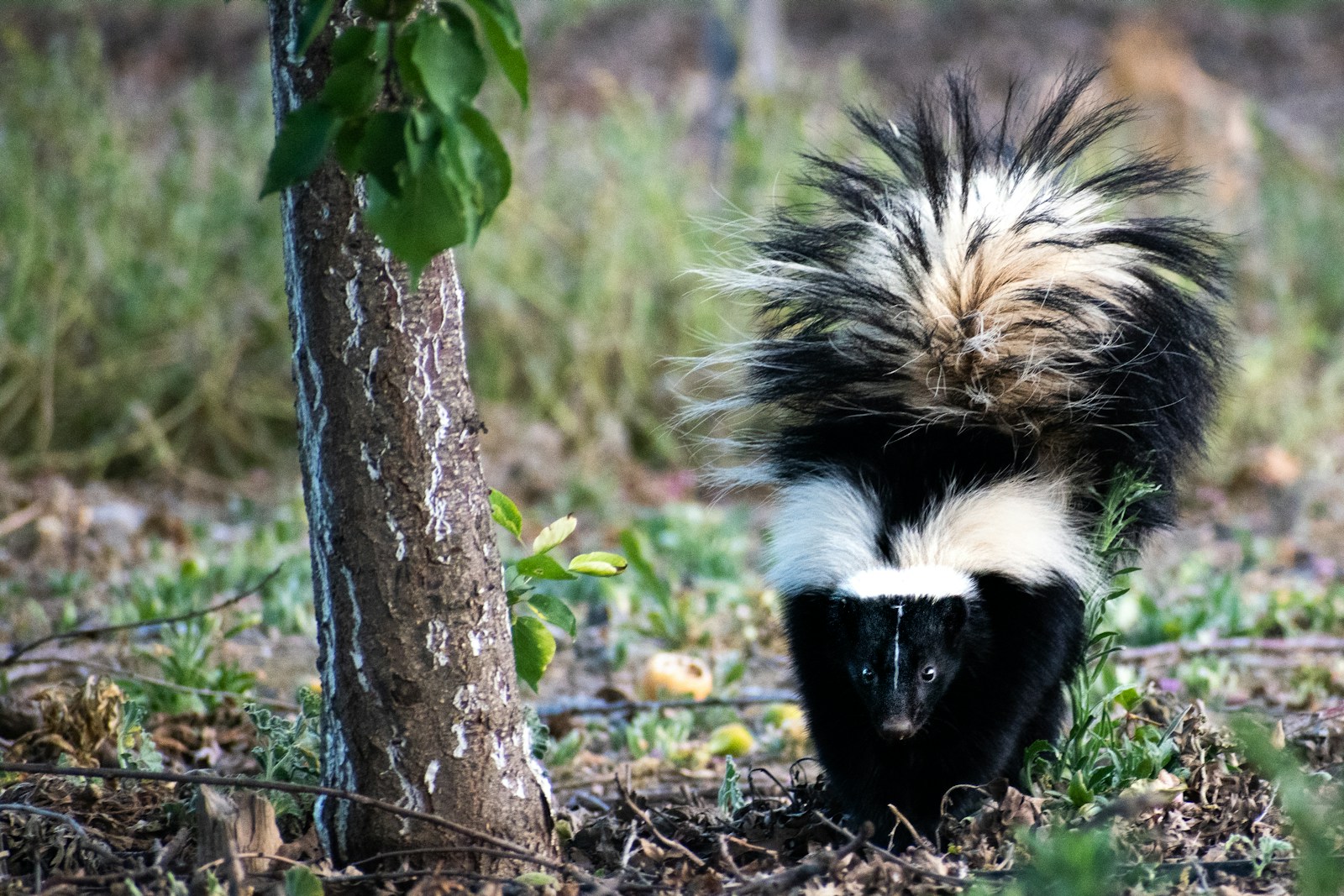 skunk on brown tree trunk during daytime