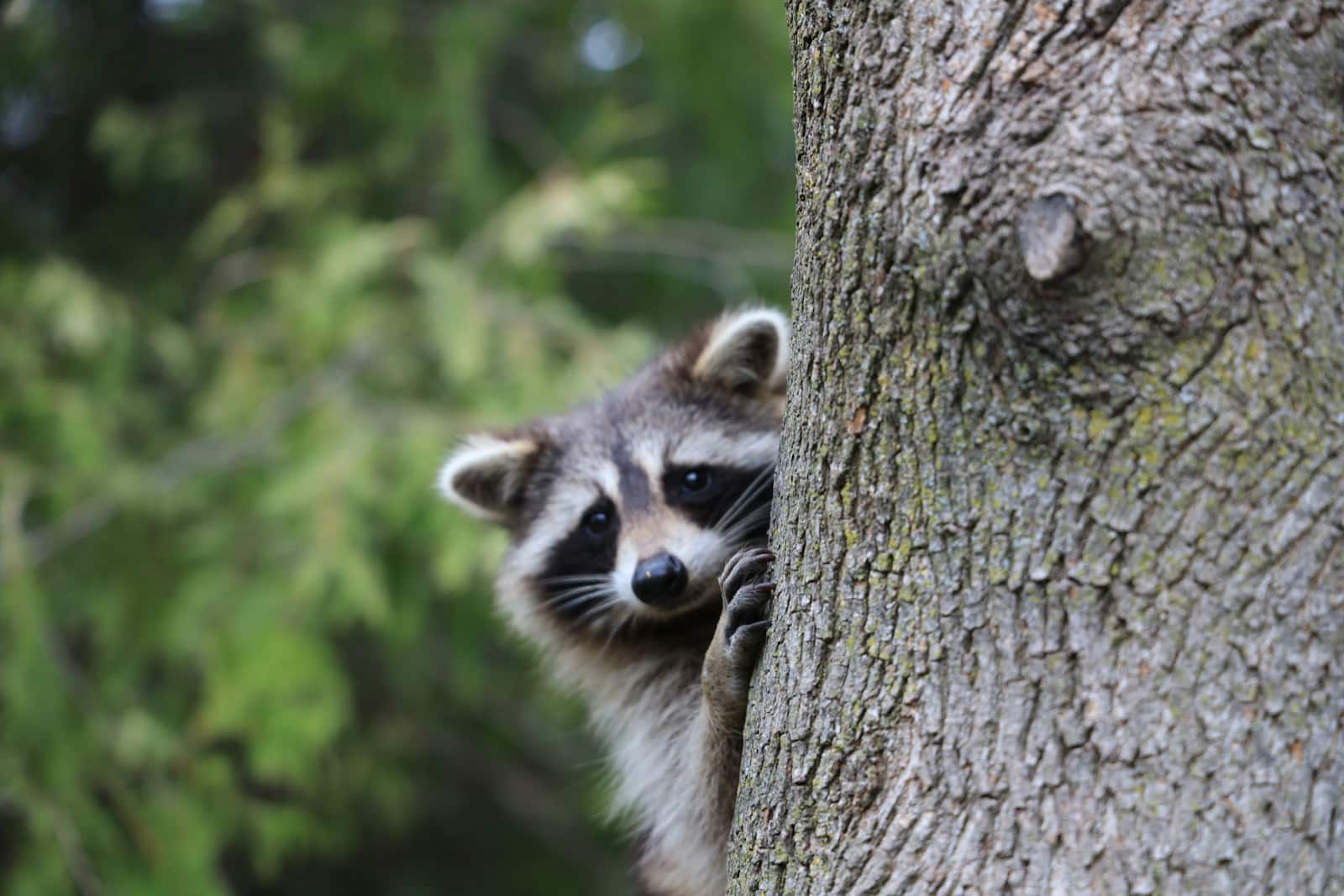 white and black raccoon on brown tree