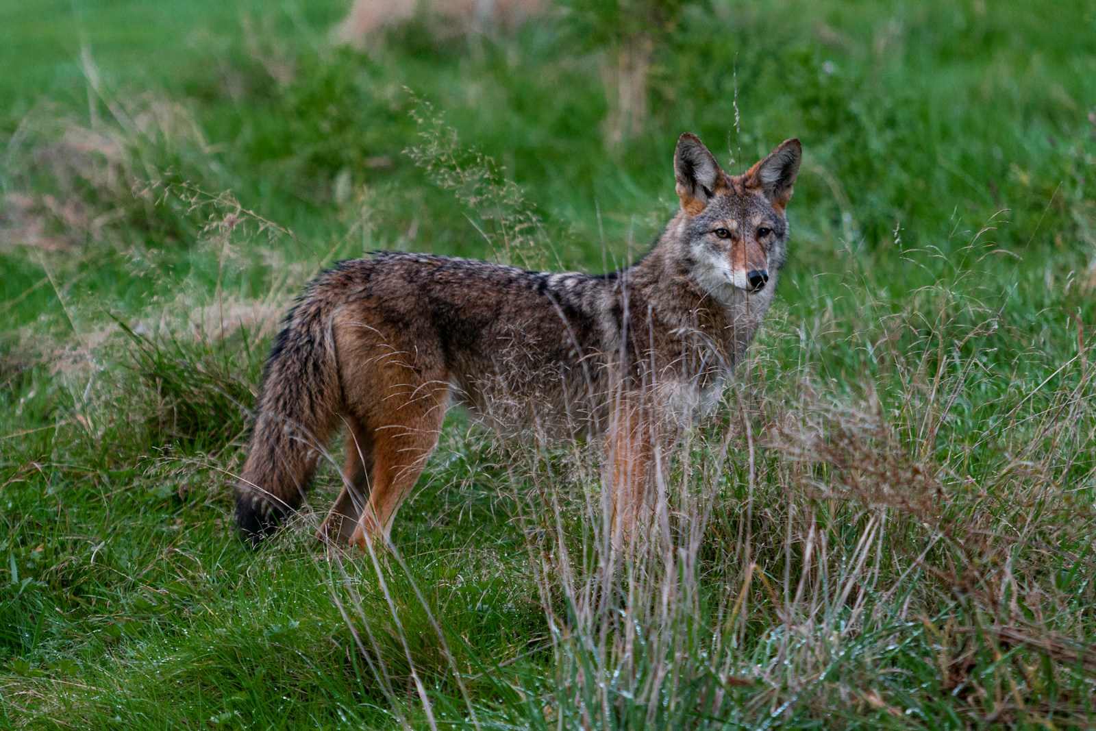 Coyote standing on grass during day