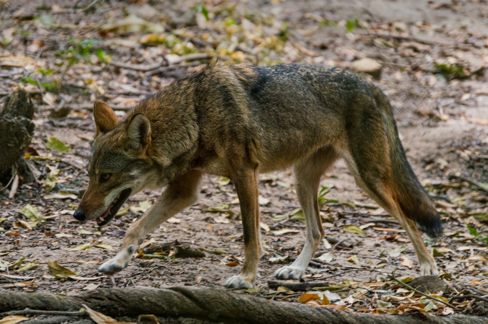 brown and black wolf on ground