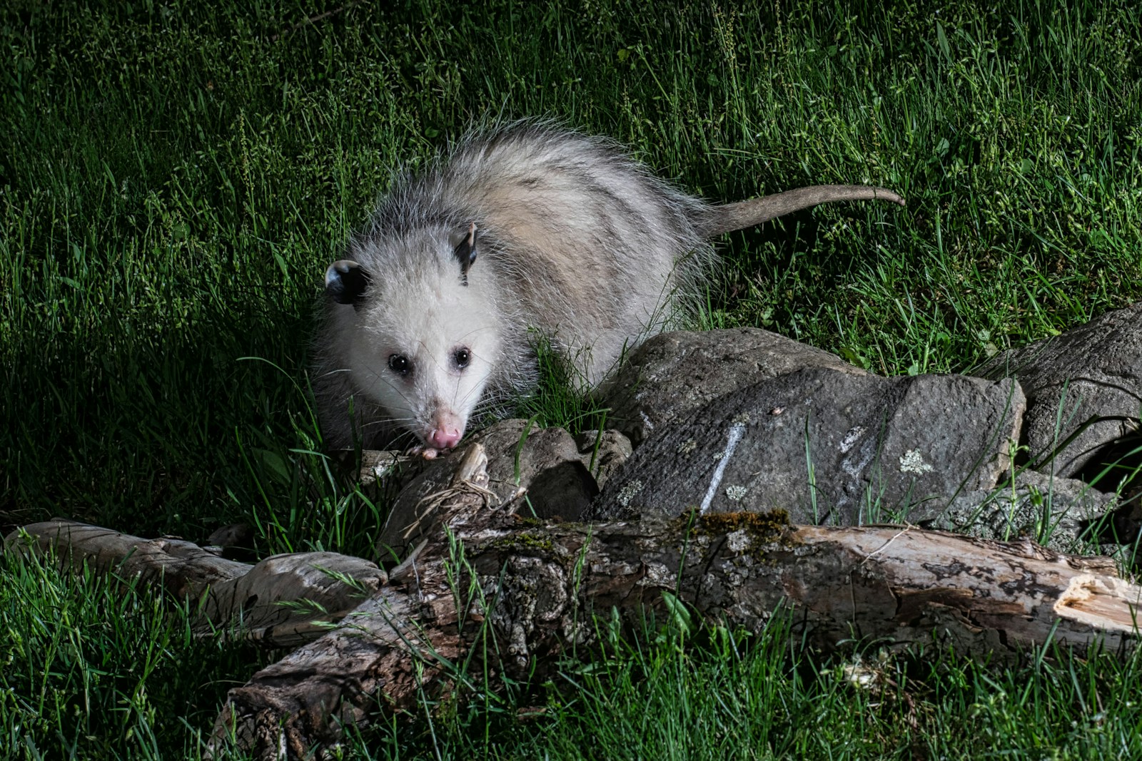 a possle is standing on a rock in the grass