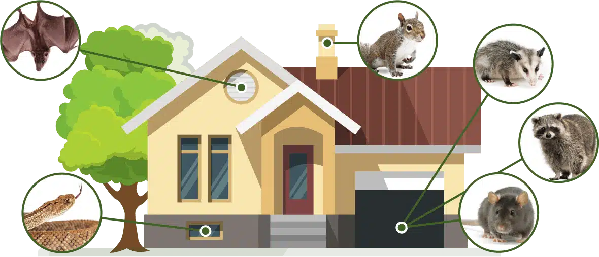 house animals