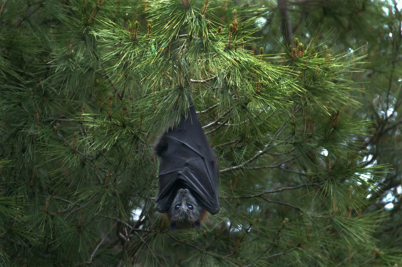 black bat under tree